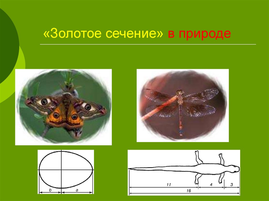 Золотое сечение в живой природе презентация