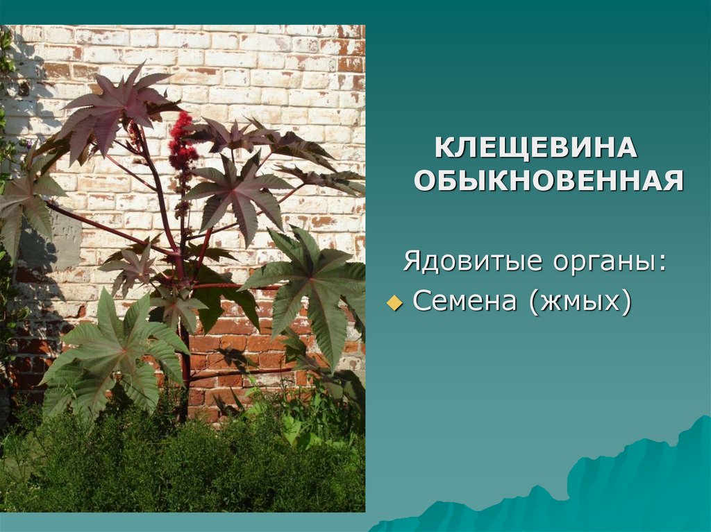 Клещевина обыкновенная ядовитое. Клещевина обыкновенная. Клещевина ядовитая. Клещевина обыкновенная яд. Цветок клещевина ядовитый.