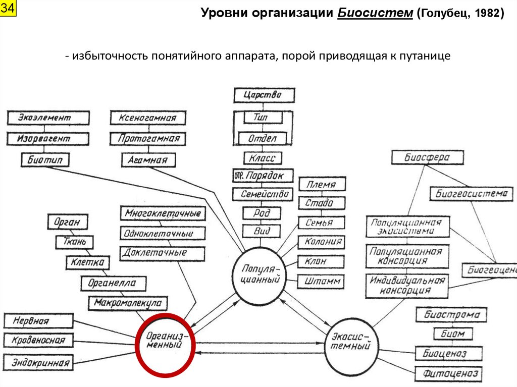 Организация биосистем