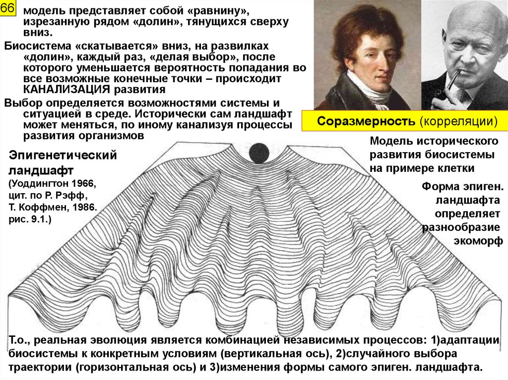 Эпигенетический ландшафт уоддингтона рисунок