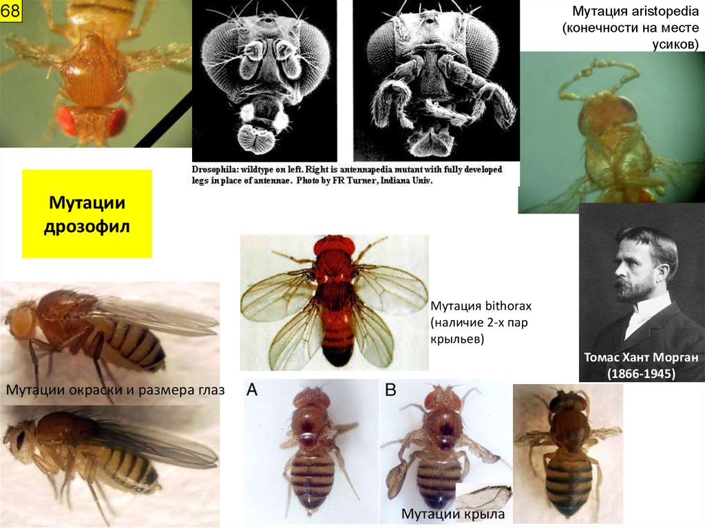 Разные наследственные формы мухи дрозофилы картинки