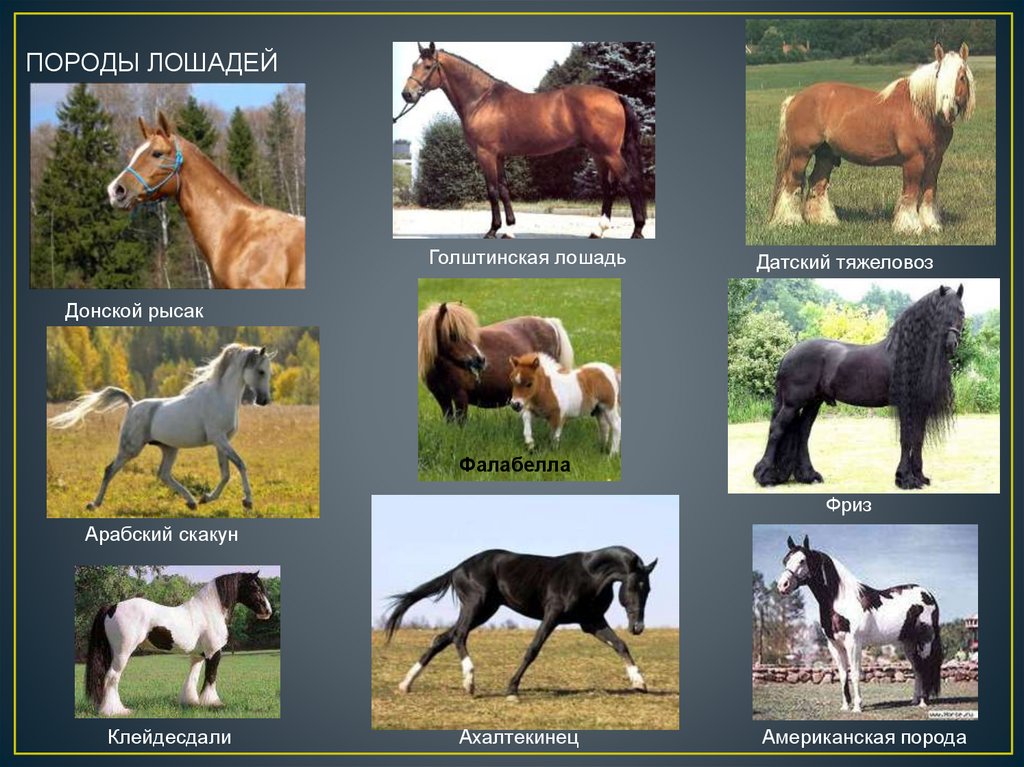 Породы лошадей фото и название породы