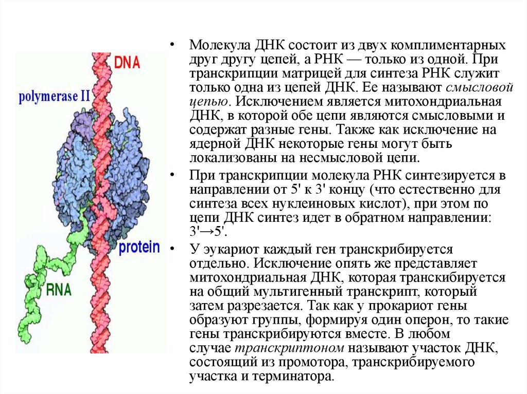 Транскрипция молекул днк