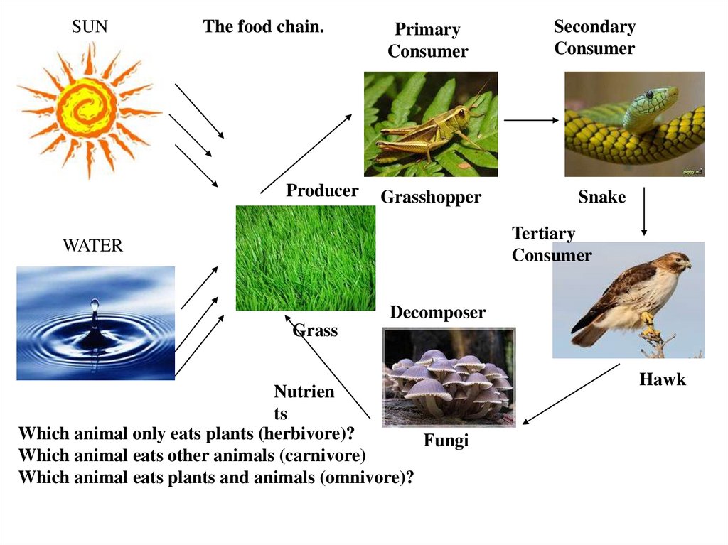 Food chain.Green issues. Module 8 - online presentation