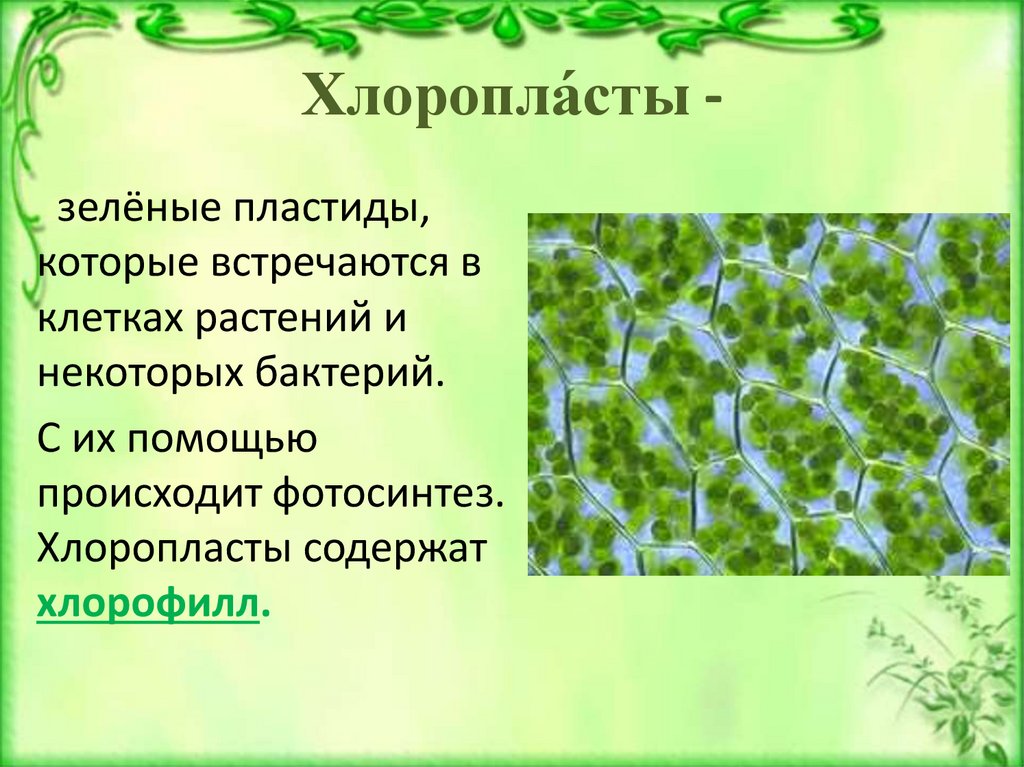 Хлоропласты в клетках листьев крупные