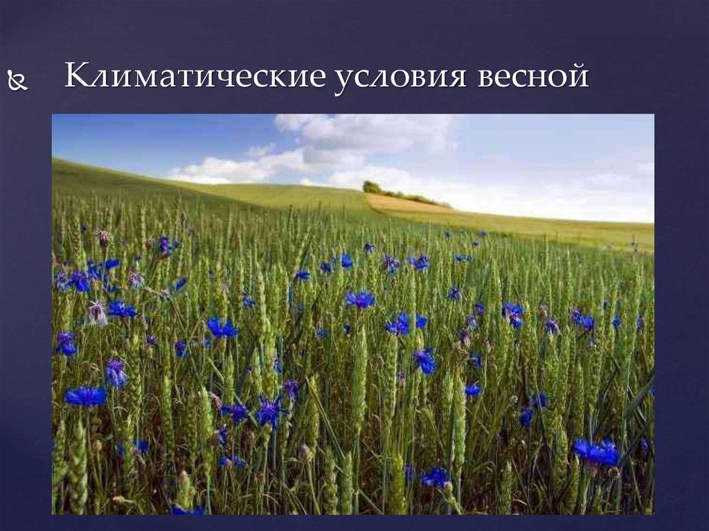 Климат в Беларуси. Времена года - презентация онлайн