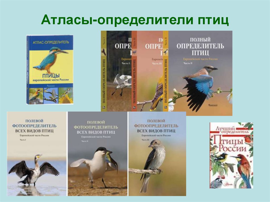 Определитель птиц. Атлас птиц. Птицы Ленинградской области определитель. Атлас определитель по птицам.