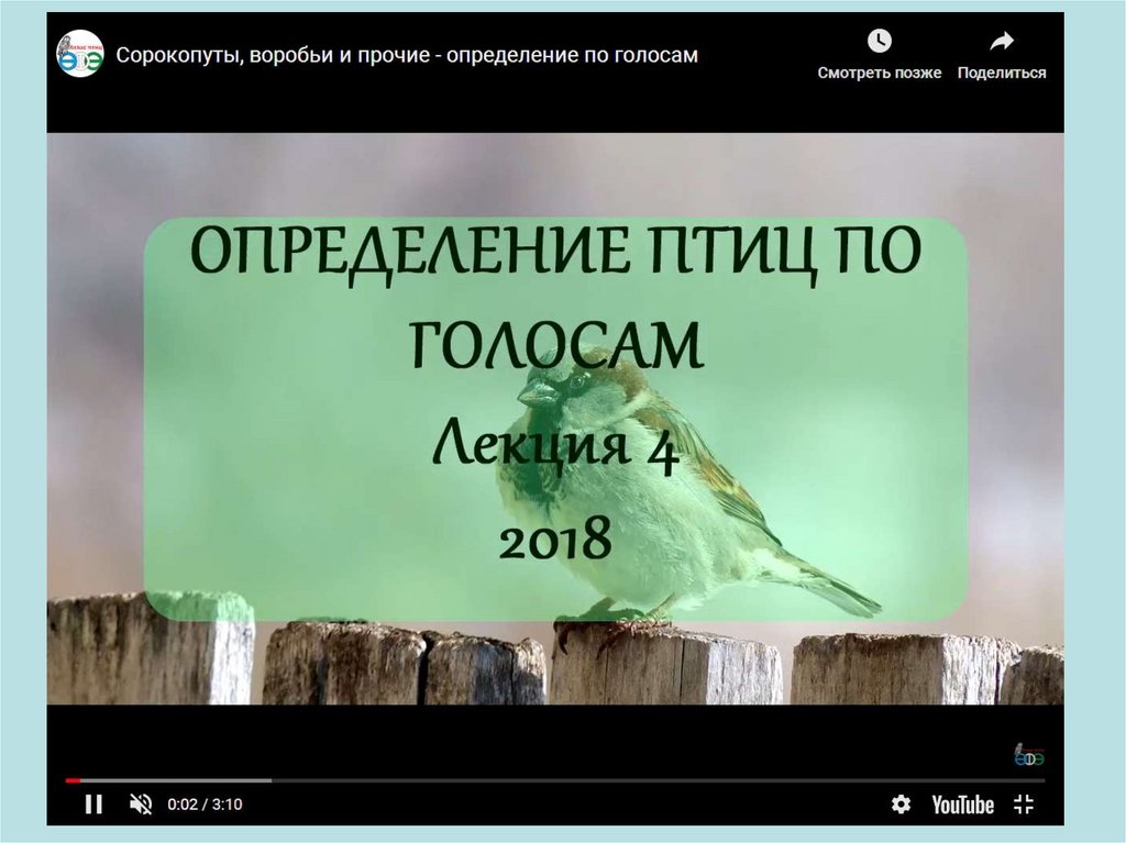 Приложение для определения птиц. Измерение птиц. определение птиц по голосам. определить птичку по голосу. табличка с голосами птиц.