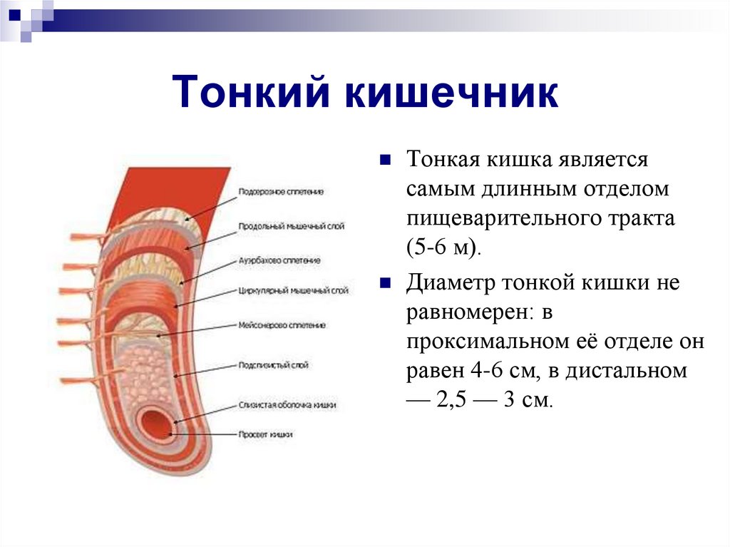 Тонкий кишечник система органов какая. Диаметр отделов кишечника. Основные отделы тонкого кишечника. Строение тонкой кишки у человека. Тонкая кишка диаметр у человека.