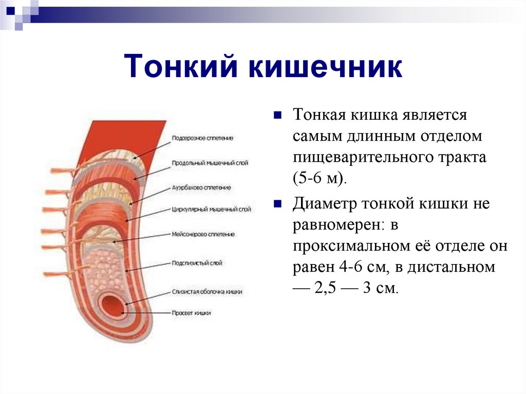 Характеристика тонкой кишки