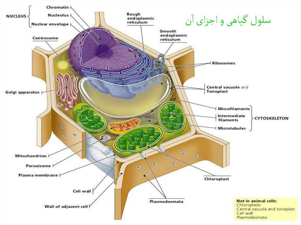 Стенка растительной клетки содержит. Клетка Plant Cell. Plant Cell structure. Typical Plant Cell. Клеточная стенка на прозрачном фоне.