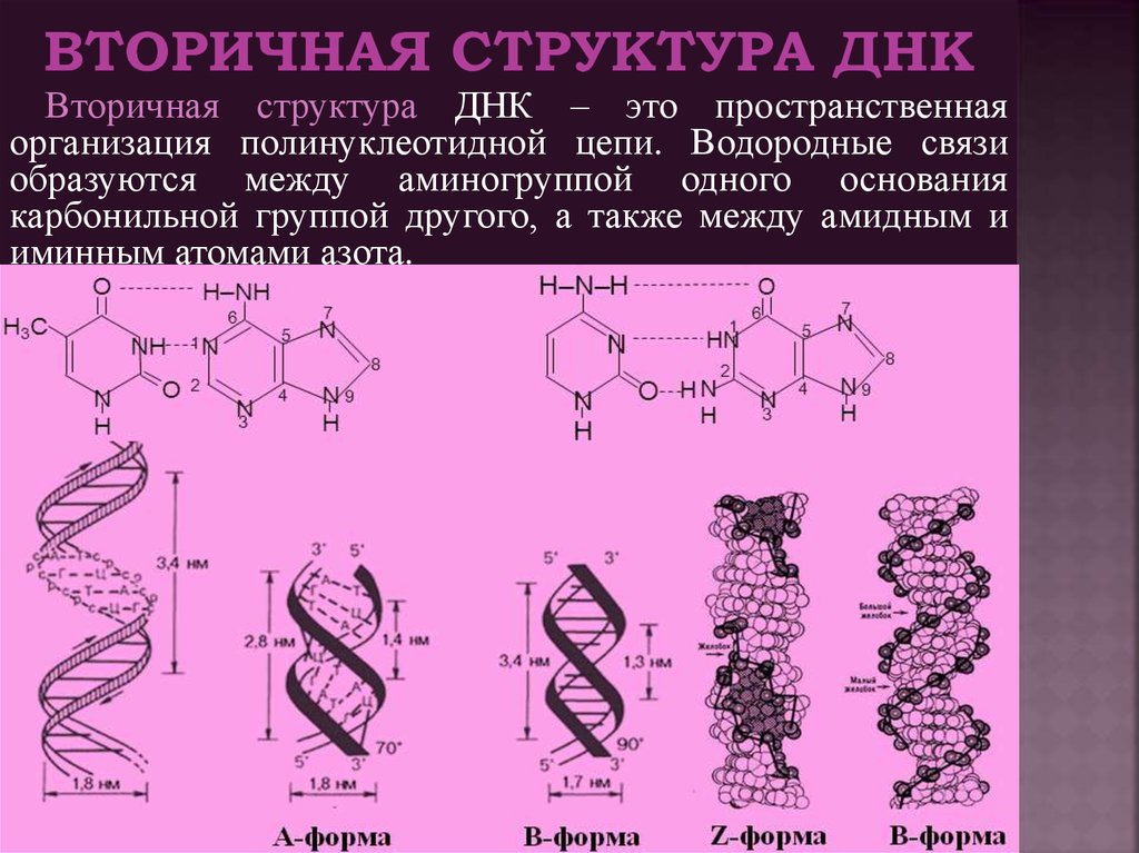 Первичная структура нуклеотида. Структуры молекул ДНК первичная вторичная. Вторичная структура молекулы ДНК. Фрагмент молекулы ДНК вторичной структуры. Вторичная структура нуклеиновых кислот.