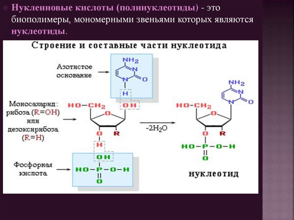 Код нуклеиновых кислот