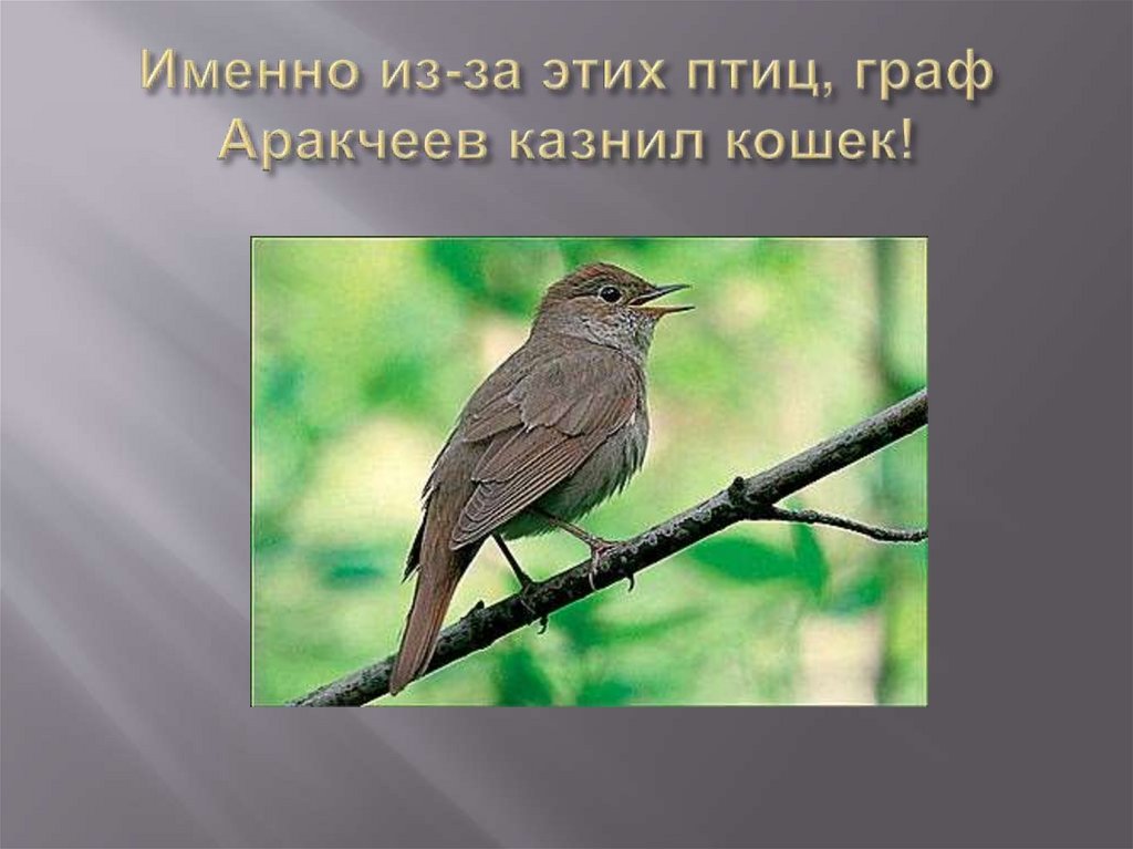 Именно из-за этих птиц, граф Аракчеев казнил кошек!