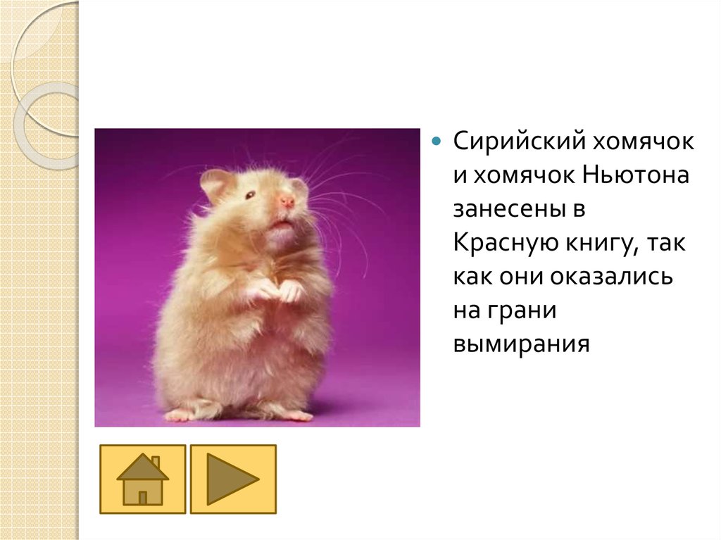 Хомяки презентация. Сирийский хомяк хвост. Сирийский хомяк описание. Сирийский хомяк светло бежевый. Строение хомяка сирийский.