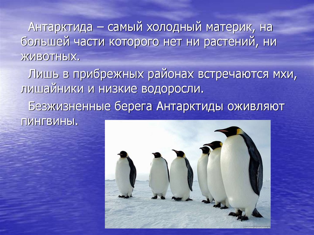 Текст мир холоден. Животные холодных районов. Презентация на тему материк Антарктида. Антарктида материк пингвины. Животные холодных районов для 1 класса.