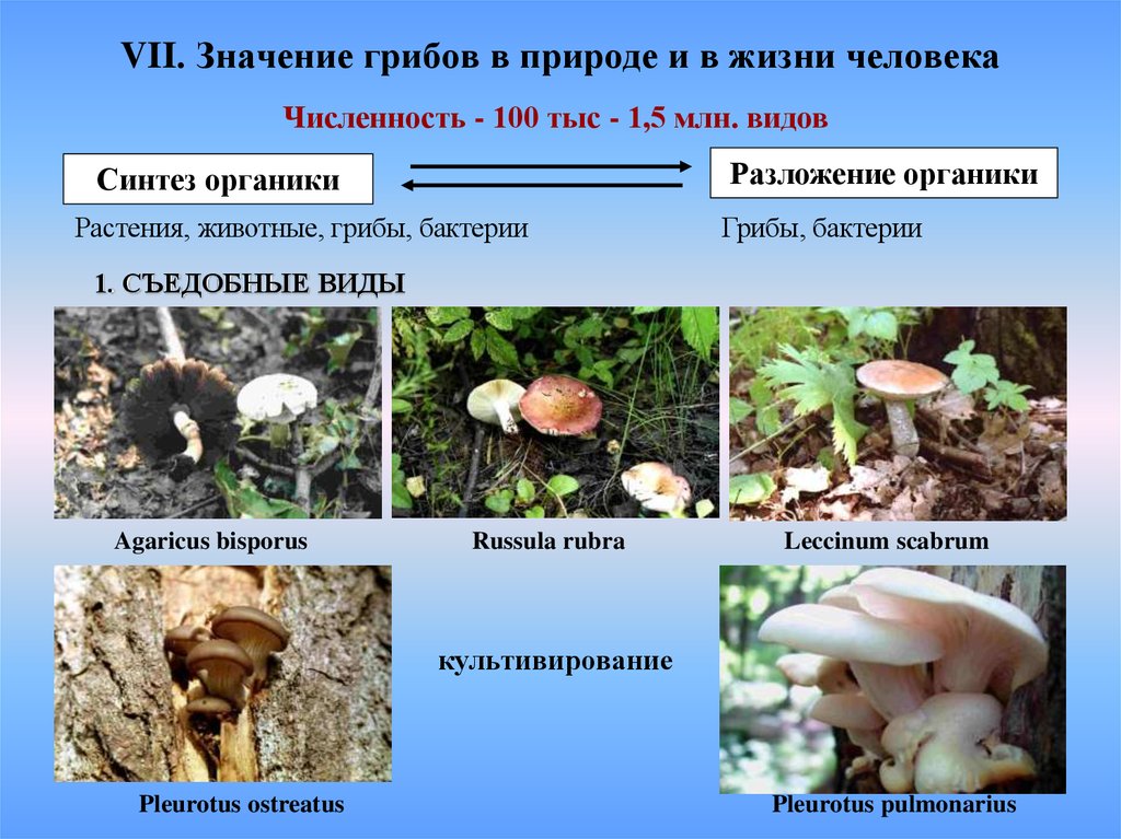 Сообщение значение грибов в природе. Царство грибы (Mycota). Грибы в жизни человека и в природе. Грибы значение в природе. Значение грибов в природе.