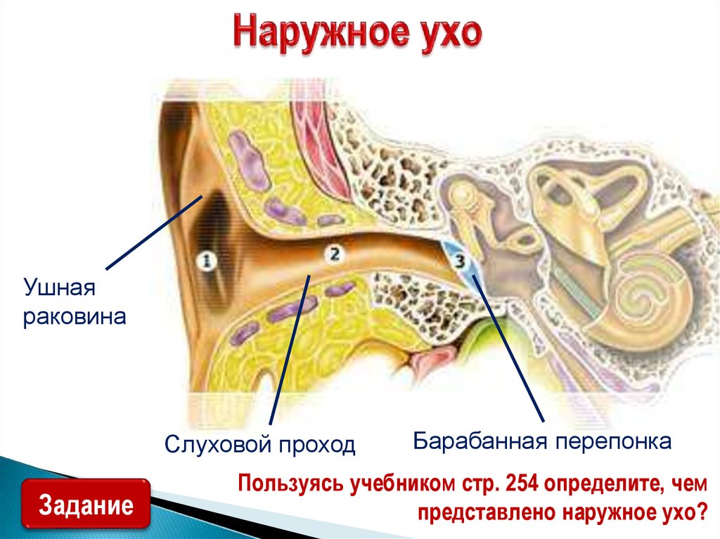 Отметь характеристики части органа слуха