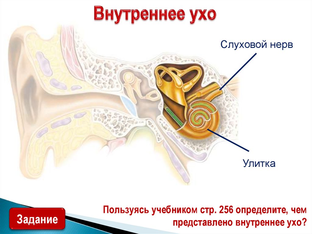 Внутреннее ухо находится в кости. Кохлеарный неврит слухового нерва. Сенсоневральная тугоухость слуховой аппарат. Нейросенсорная тугоухость на кт. Сенсоневральная тугоухость волосковые клетки.