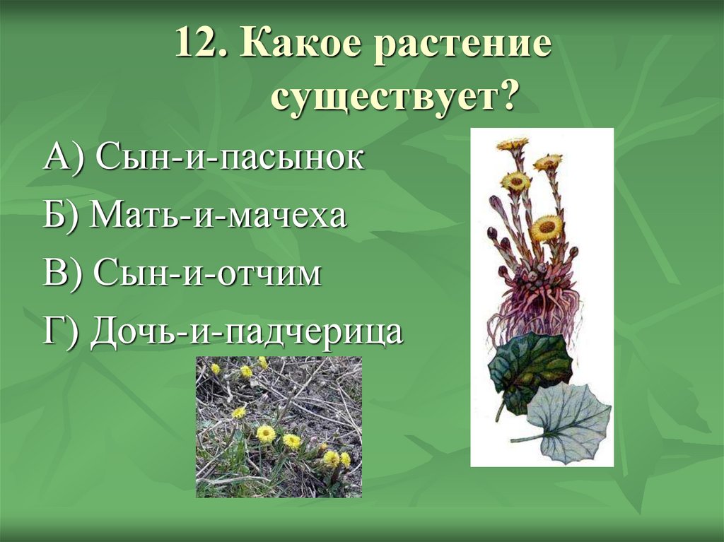 12. Какое растение существует?