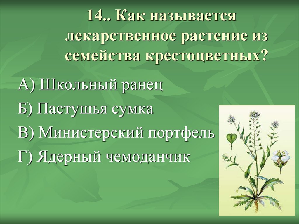 14.. Как называется лекарственное растение из семейства крестоцветных?