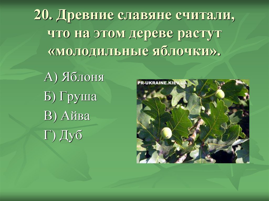 20. Древние славяне считали, что на этом дереве растут «молодильные яблочки».