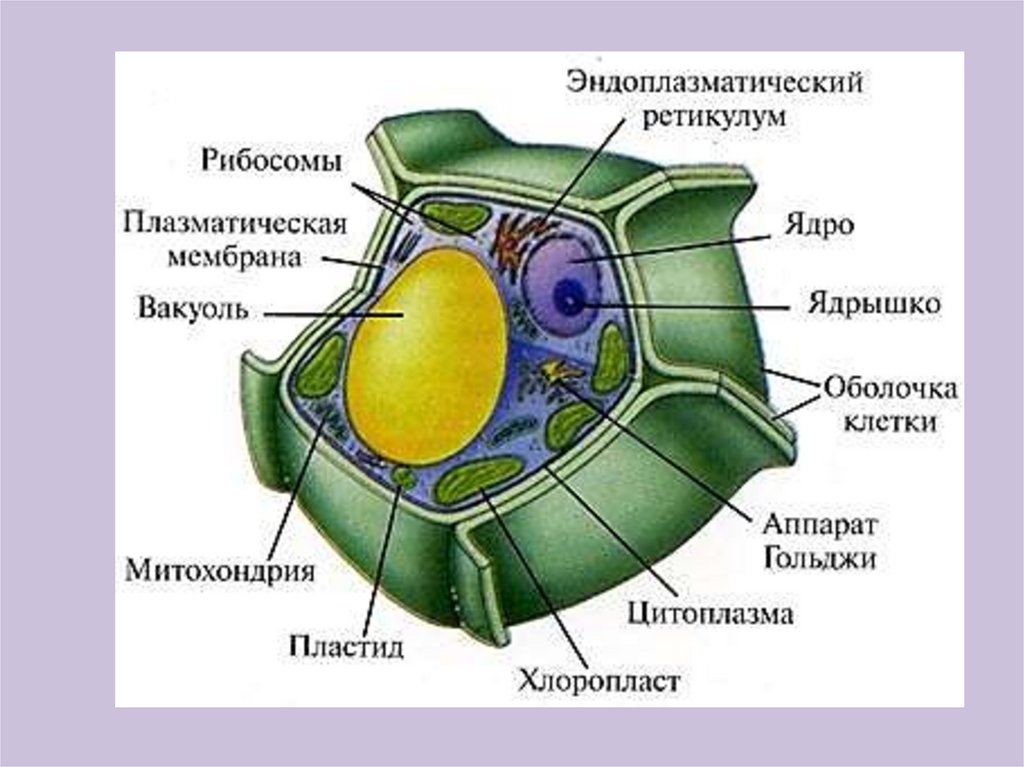 Строение клетки картофеля