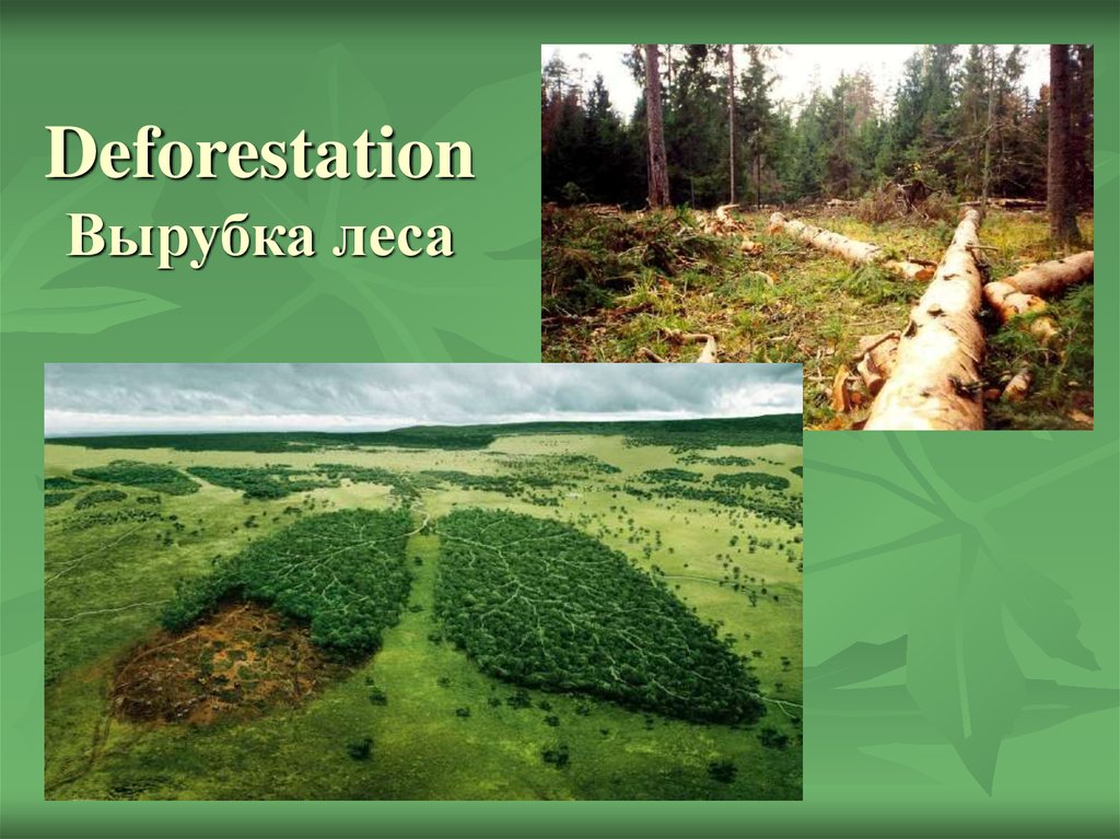 Deforestation Вырубка леса