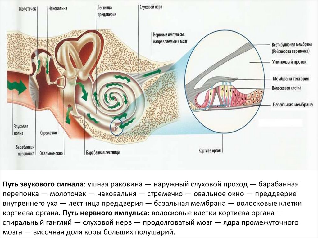 Строение уха таблица 8 класс