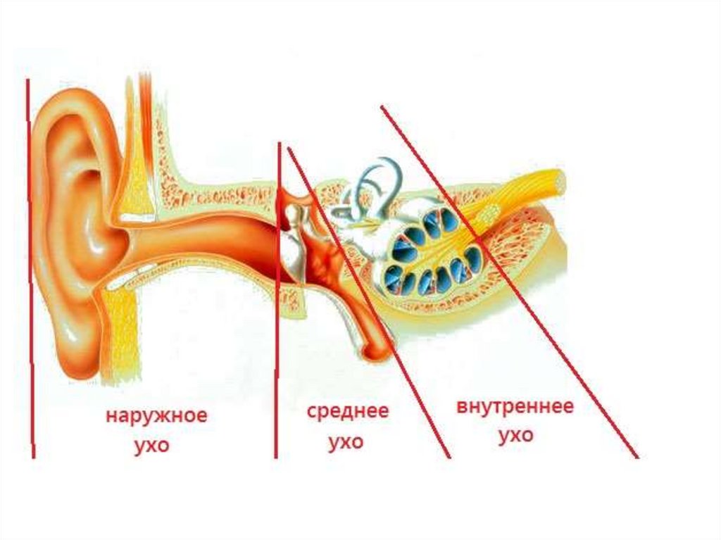 Имеется внутреннее ухо и среднее ухо. Наружное ухо среднее ухо внутреннее ухо строение. Строение уха наружный средний внутренний отделы. Слуховой анализатор наружное среднее внутреннее ухо. Строение внутреннего уха.