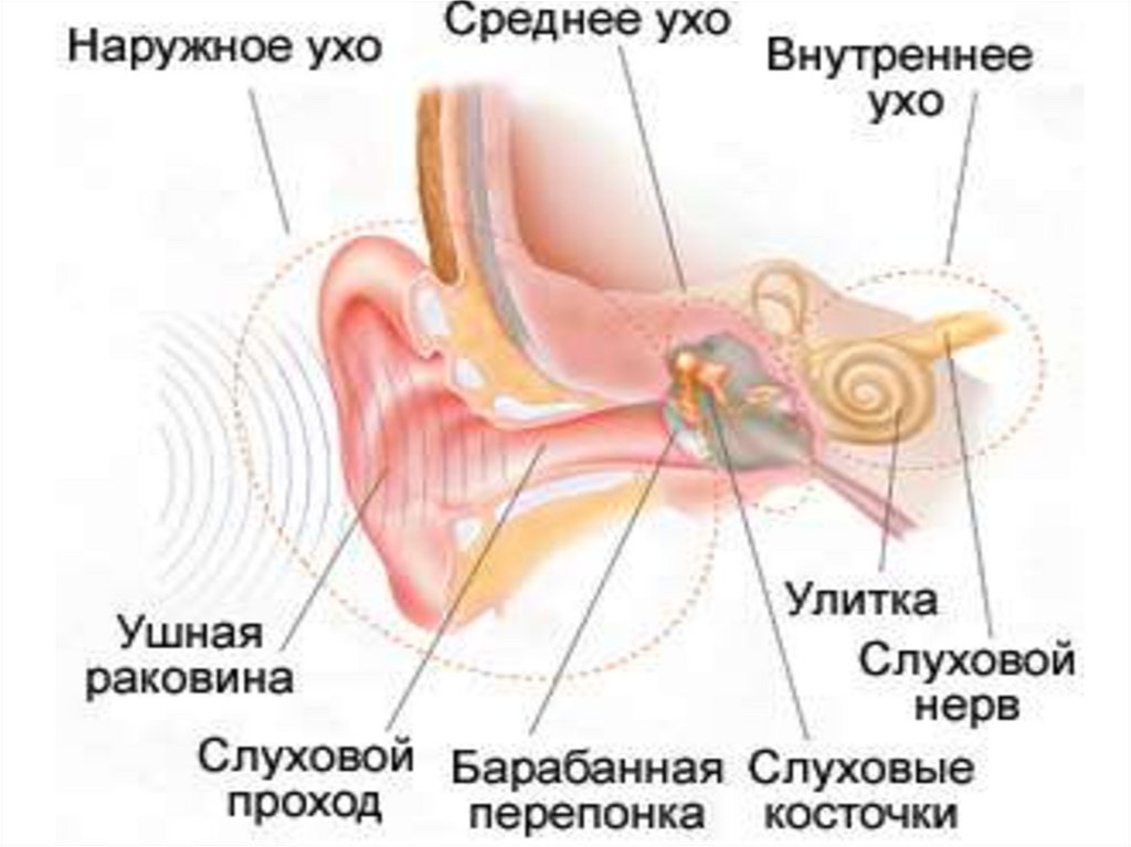 Чувствительный орган слуха. Строение уха ребенка 4 года. Слуховая система внутреннего уха. Наружное строение уха для детей.