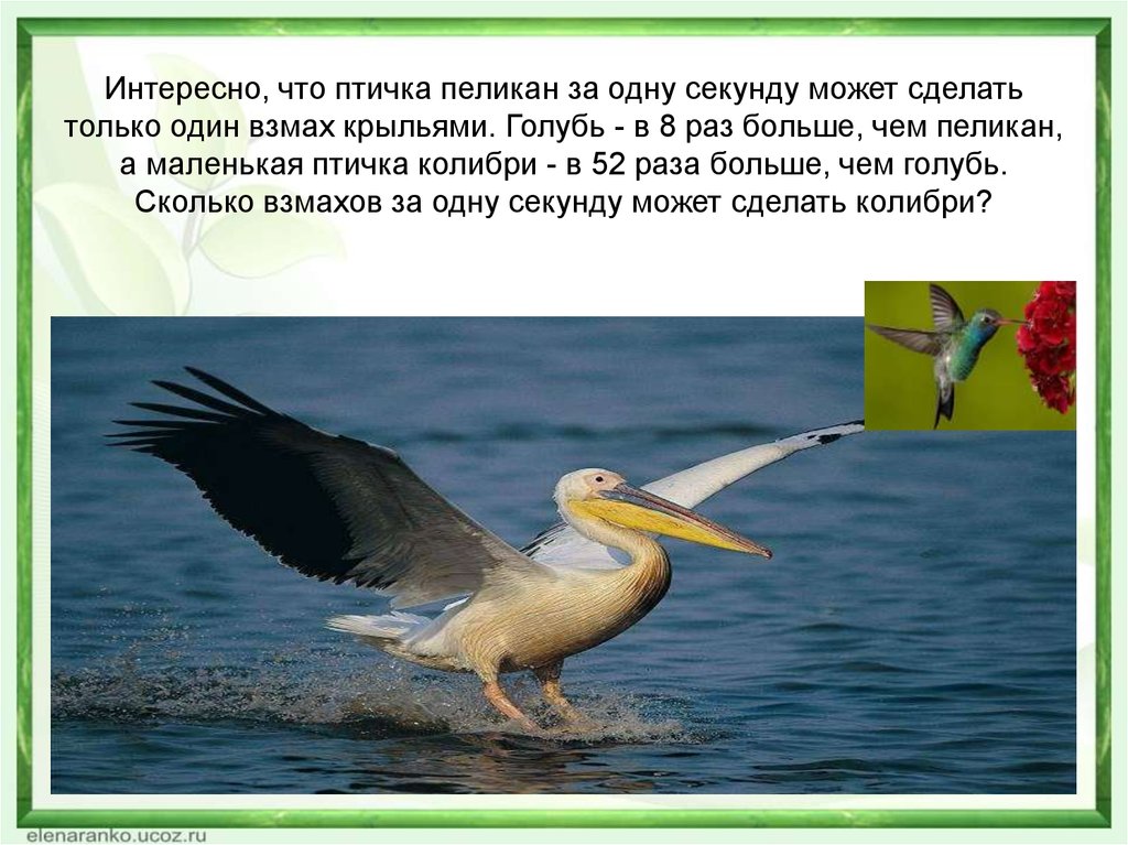 Сколько взмахов в секунду делает. Интересные факты о Пеликане. Частота взмахов крыльев птицы. Пеликан птица описание. Что делает Пеликан.