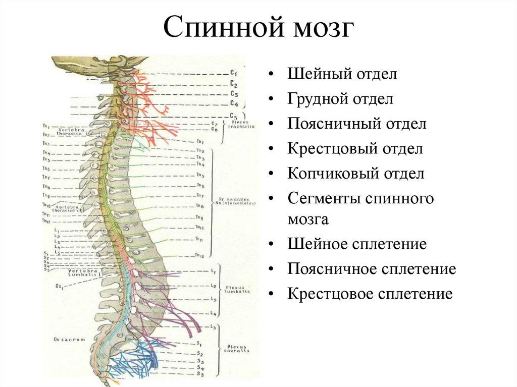 Расположение отделов спинного мозга. Строение спинного мозга анатомия с отделами. Анатомическое строение сегмента спинного мозга. Строение поясничного сегмента спинного мозга. Шейная часть спинного мозга.