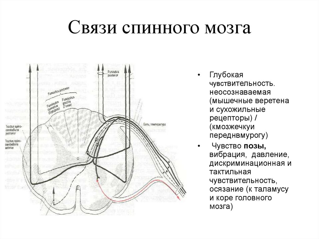 Схема демонстрирующая взаимосвязь спинного и головного мозга