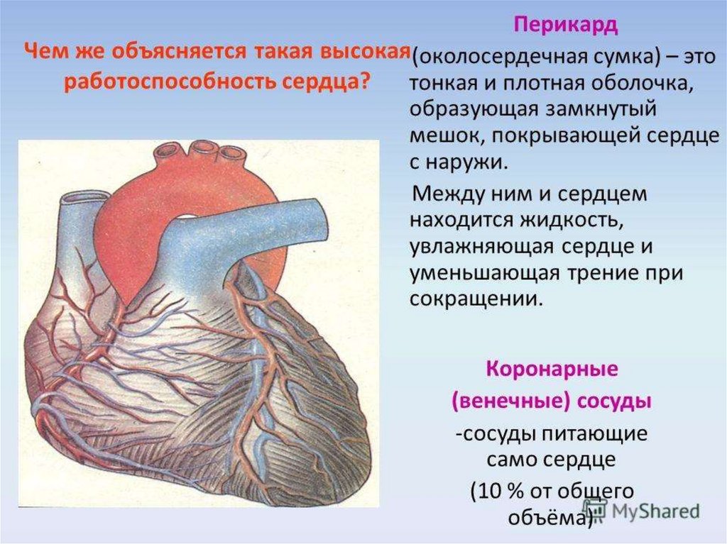 Сердце окружено околосердечной сумкой