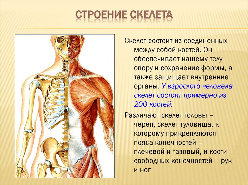 Кости человека 4 класс окружающий мир. Скелет человека строение костей. Скелет плечевого пояса. Строение костной системы человека. Скелет плечевого пояса состоит.