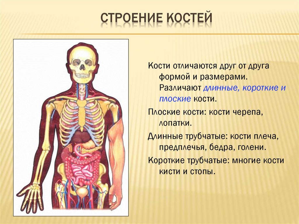 Органы на т. Структура скелета. Строение ч5ловеаа кости. Костная система человека анатомия. Скелет человека строение человека.