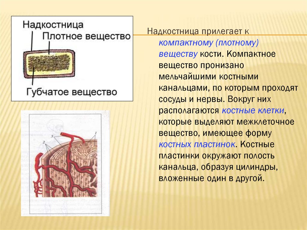 Плотный состоять. Надкостница компактное вещество. Строение кости, надкостница и компактное вещество. Компактное плотное вещество кости. Плотное костное вещество.