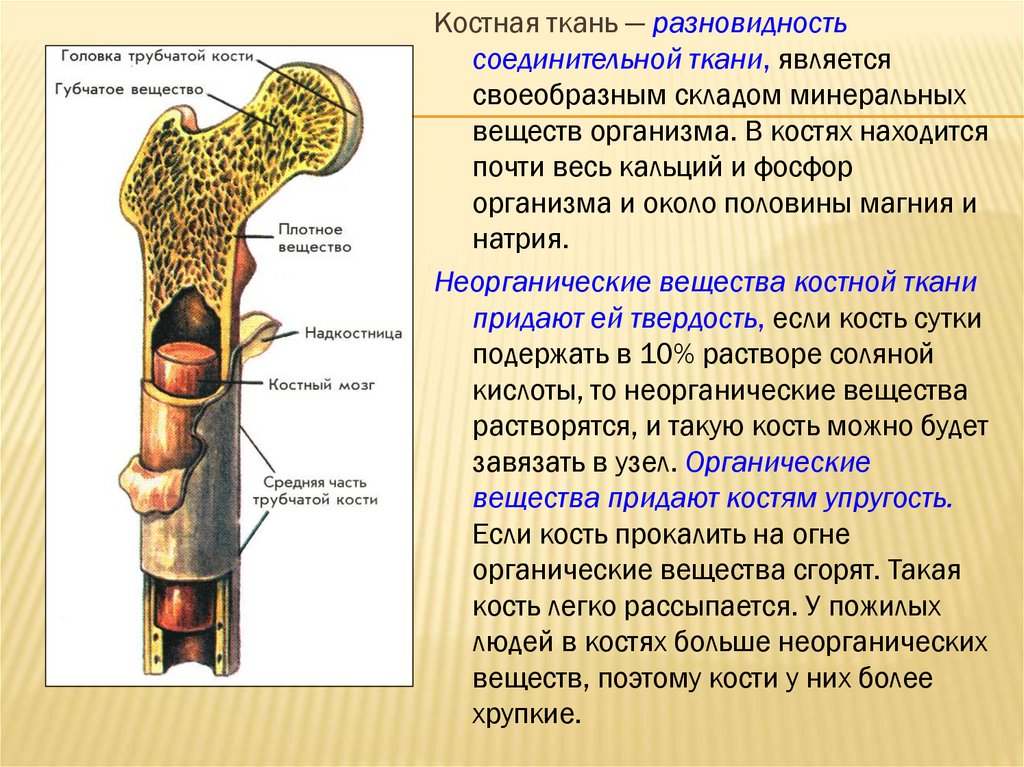 Строение трубчатой кости человека. Состав и строение костей. Строение трубчатой кости биология 8 класс. Строение трубчатой кости рисунок с надписями.