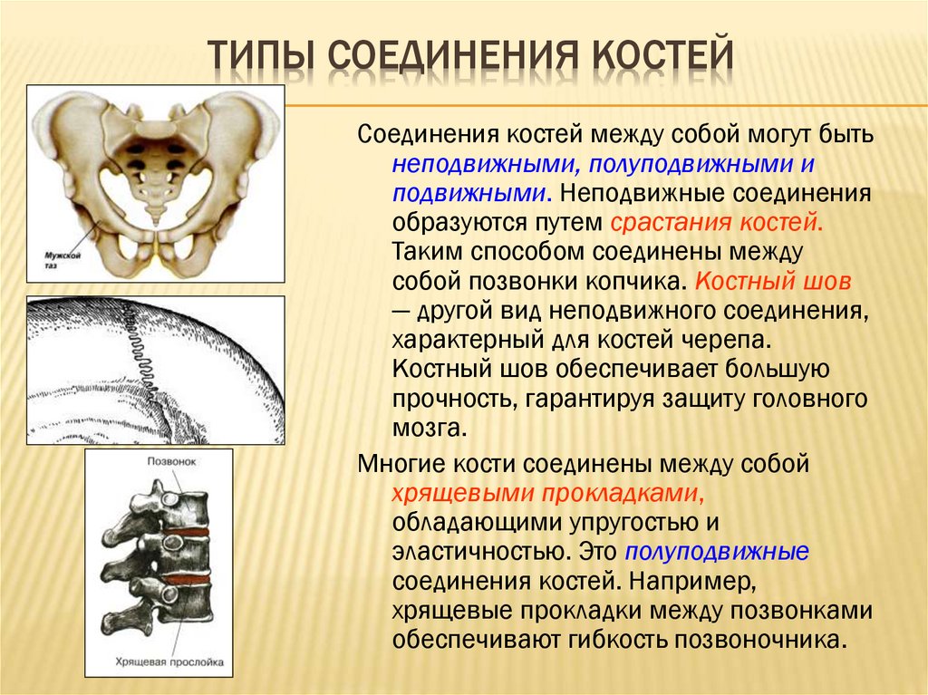 Особенности соединений скелета. Соединение костей. Подвижные и неподвижные соединения костей. Типы соединения костей. Неподвижное соединение костей.