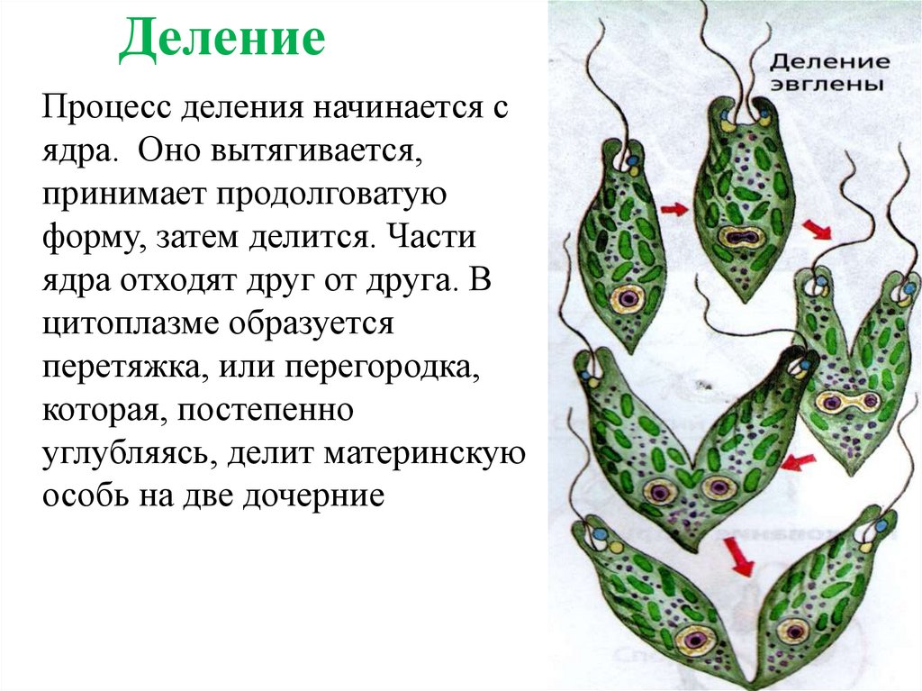 Опыты с эвгленой. Размножение эвглены зеленой. Деление эвглены рисунок. Размножение эвглены зеленой рисунок. Зарисовка размножение эвглены.