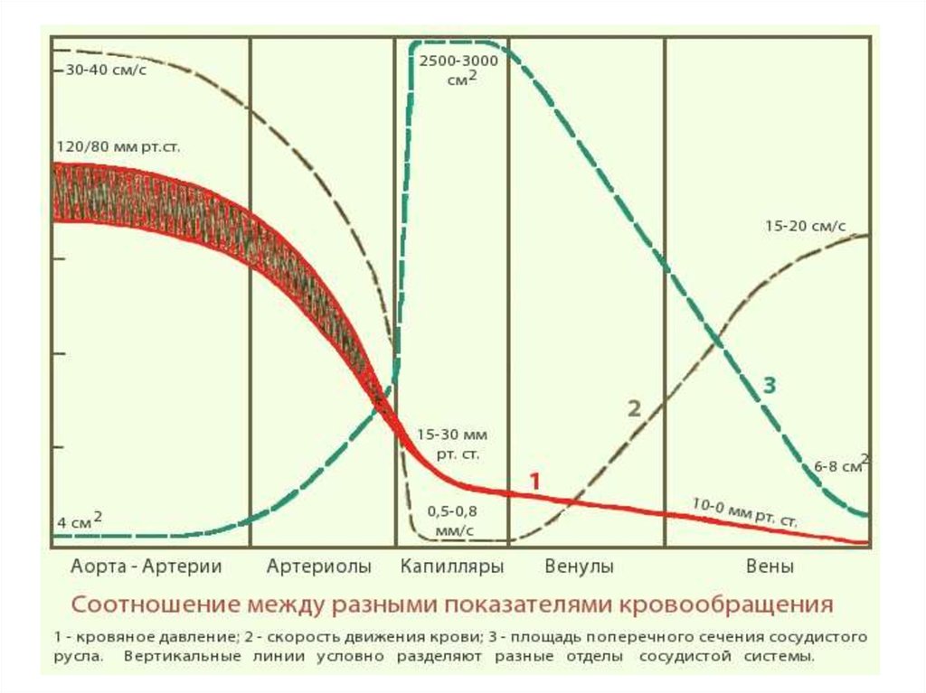 Скорость в сосудах. График скорости крови в сосудах. Давление в кровеносных сосудах человека. Распределение давления крови в сосудистой системе. Изменение скорости крови в сосудах.