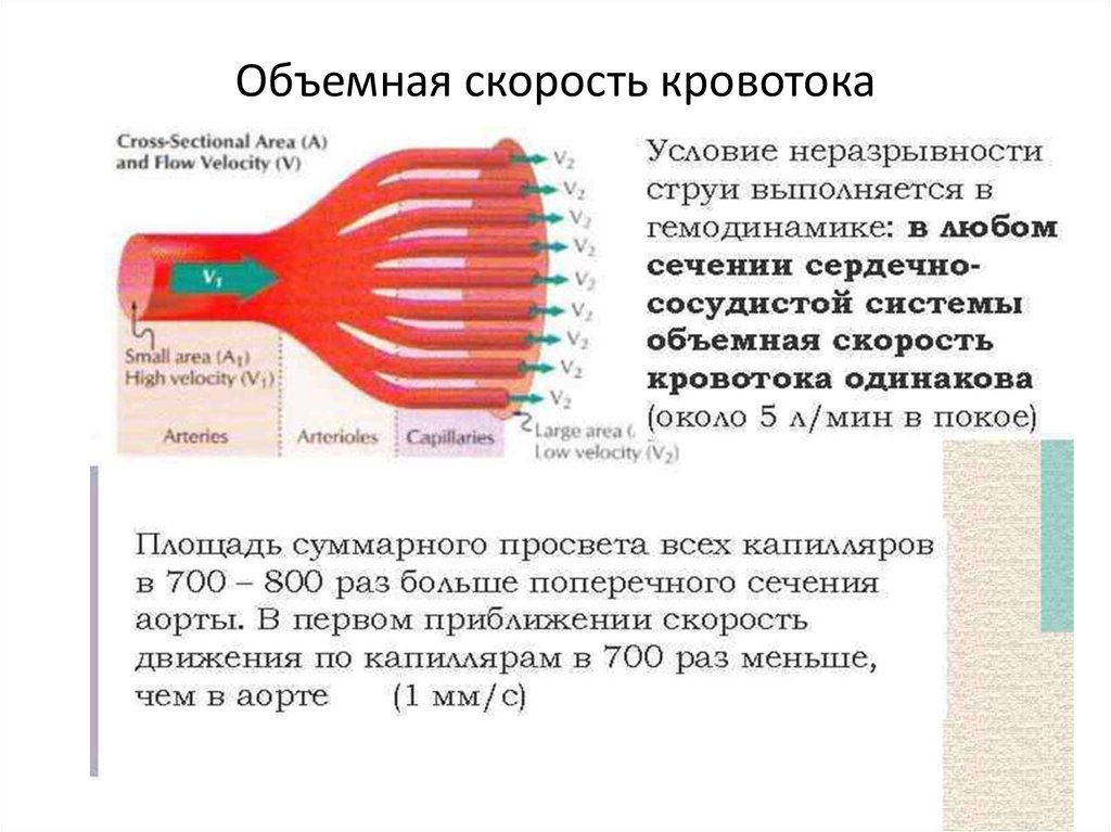 Объемная скорость кровотока это. Условие неразрывности струи для системы кровообращения. Объемная скорость кровотока. Объёмная скорость кроовтока. Условие неразрывности.