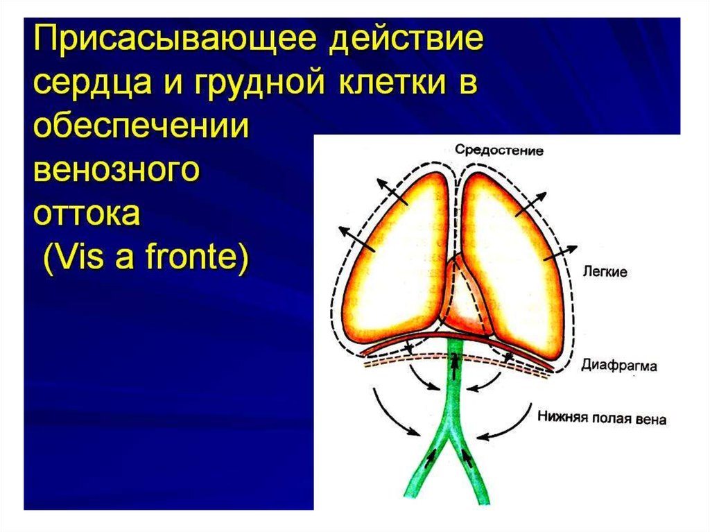 Действие сердца. Присасывающее действие грудной клетки. Присасывающее действие сердца. Присасывающее действие грудной клетки при вдохе.