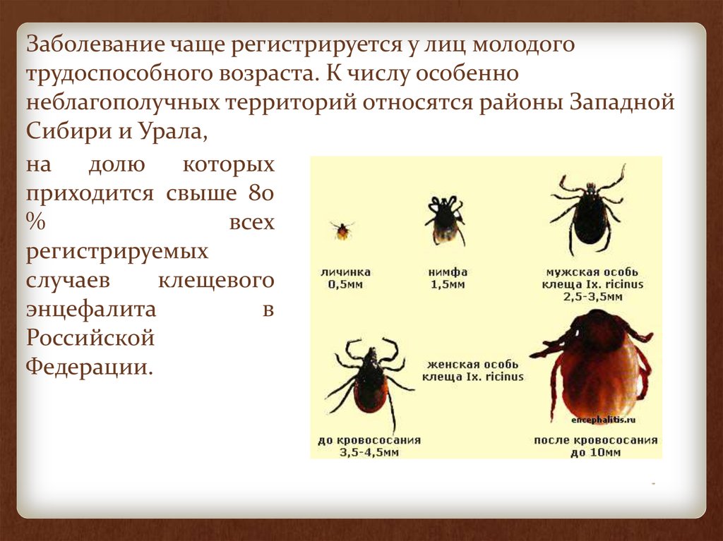 Клещевой энцефалит реферат. Клещевые инфекции презентация. Клещевой энцефалит относится к инфекциям:. Клещевой энцефалит презентация.