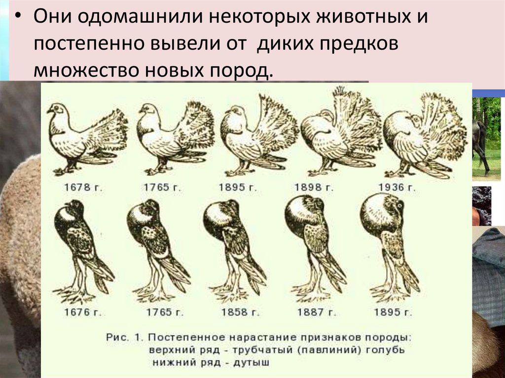 Что служит исходным материалом для выведения представленных на рисунке пород голубей изменения каких