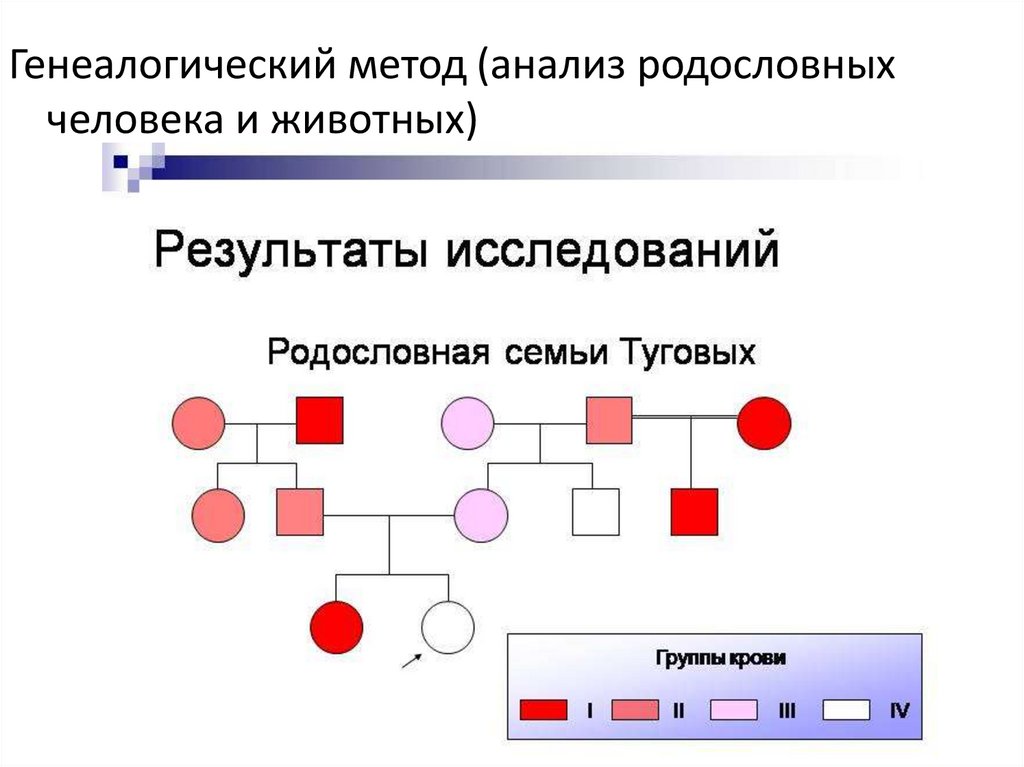 Генеалогический метод исследования презентация