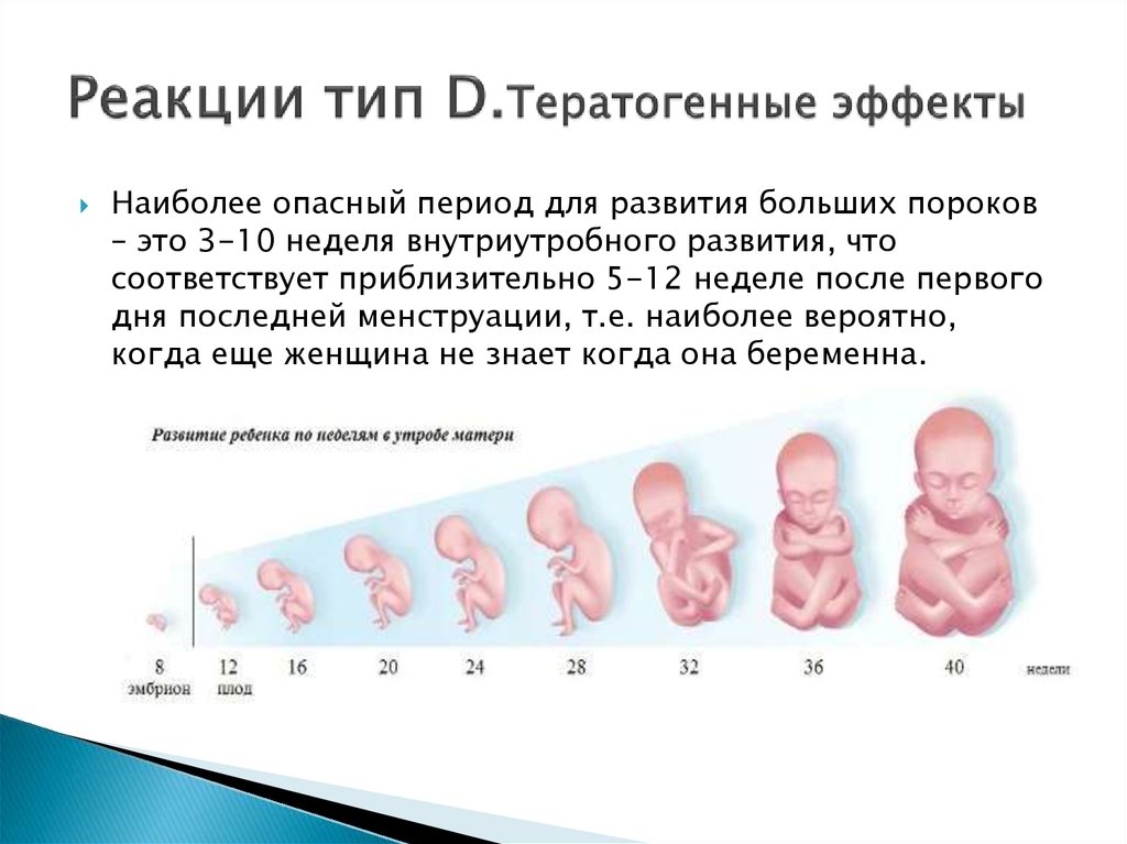 Оборот до скольки недель. Критические периоды беременности триместры беременности. Опасные периоды беременности по неделям. Опасные сроки при беременности по неделям. Опасные периоды беременности в 1 триместре.