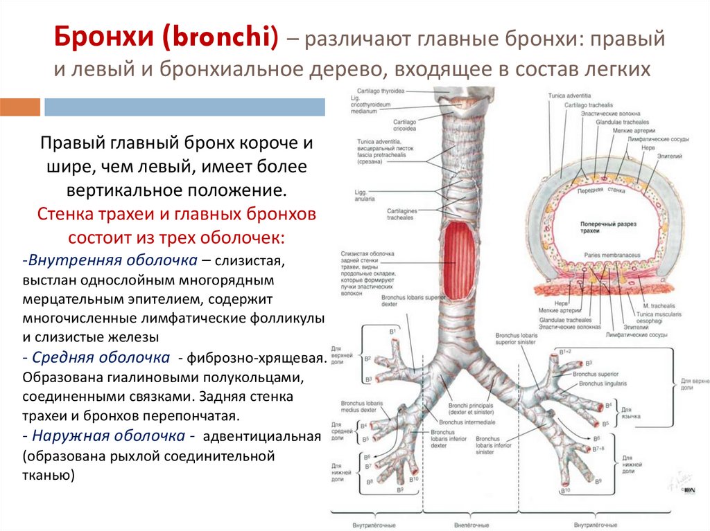 Бронхи и легкие фото