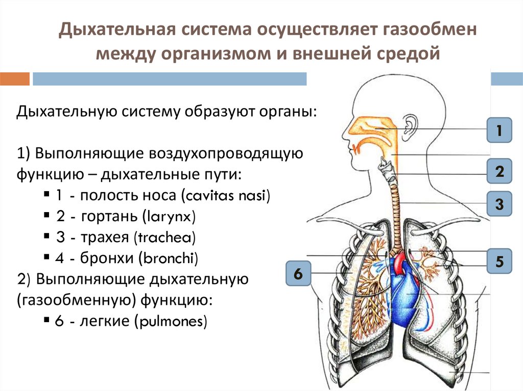 Презентация анатомия и физиология органов дыхания